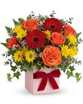 Gerbera Delight