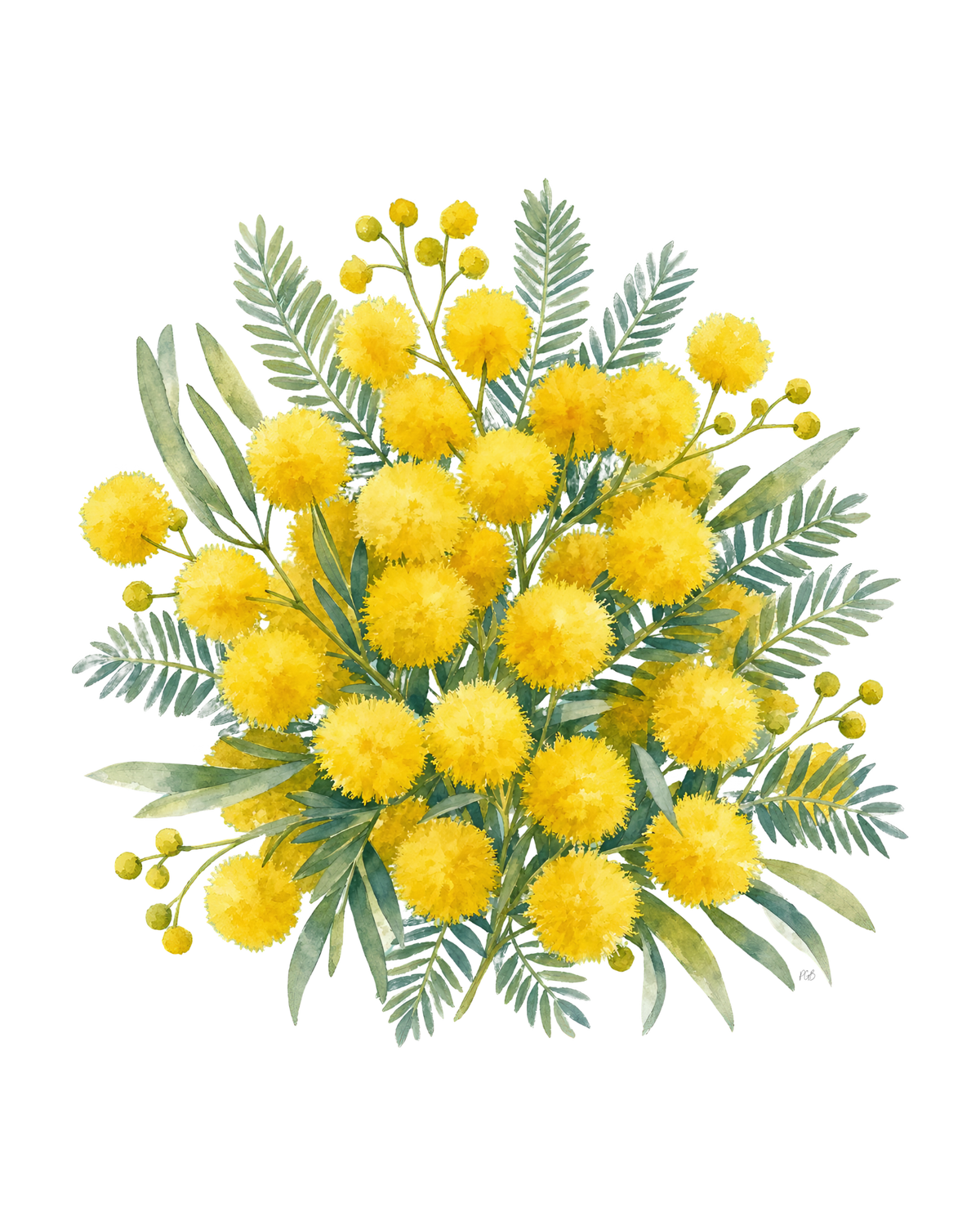Australian Golden Wattle