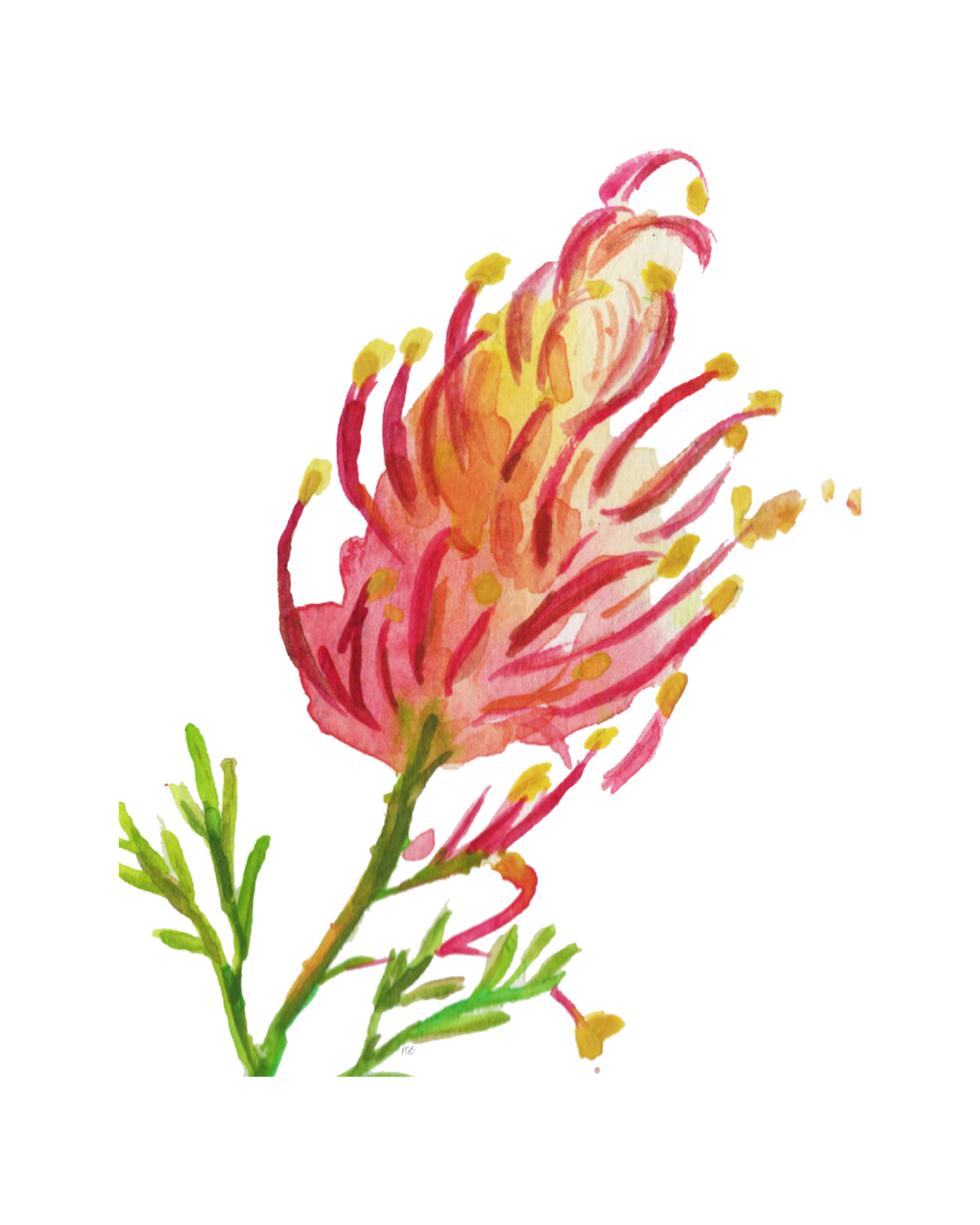 Grevillea Spider Flower